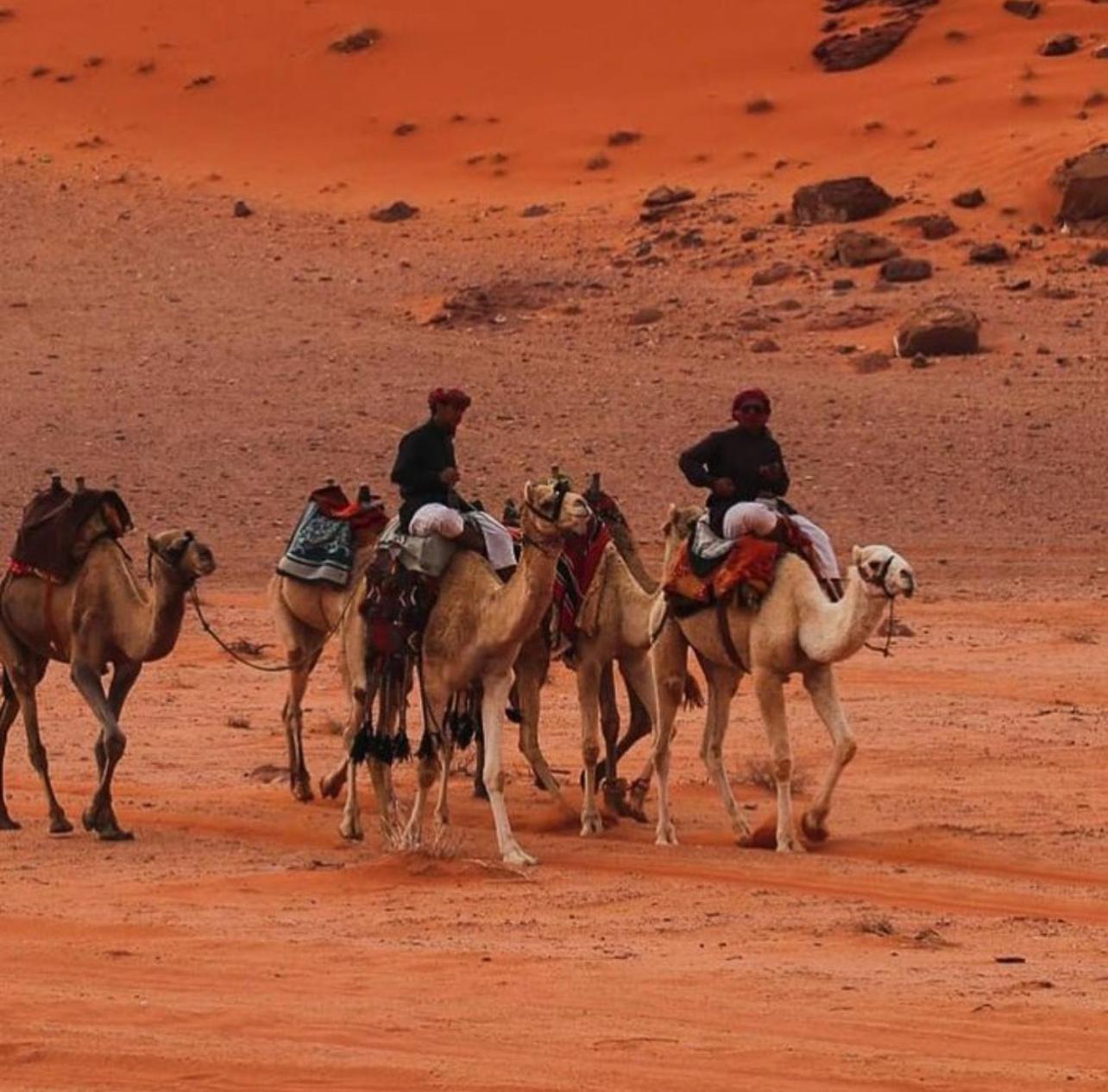 Bedouin Bunch Camp Hotell Wadi Rum Exteriör bild